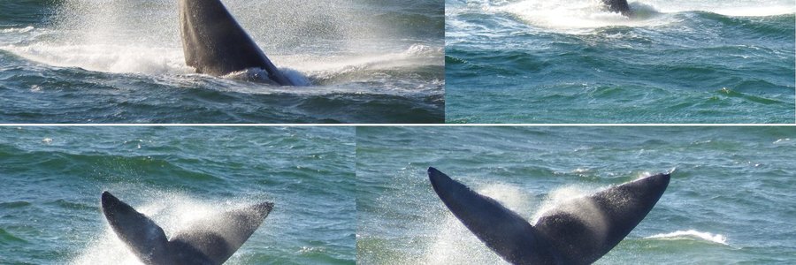 Hierdie kolos en suiwer diamant van die see, ‘n  Suidelike Noorkapper walvis (Southern Right whale) het toeskouers in  De Kelders vir bykans 15 minute laat handeklap met al haar manewales en stertklappery.